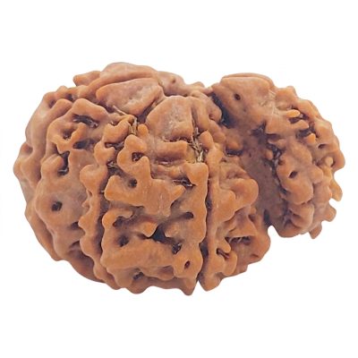 1 Mukhi Savar Rudraksha