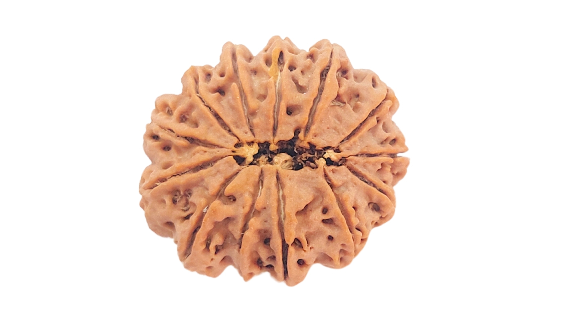 13 Mukhi Rudraksha - Image 2