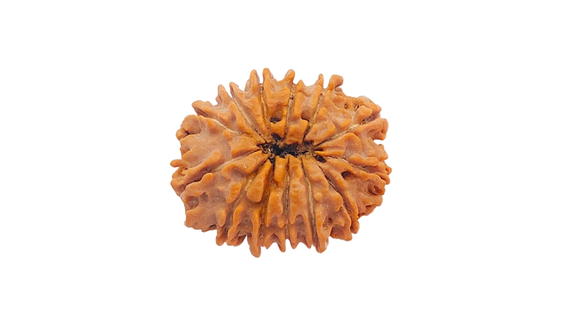 13 Mukhi Rudraksha - Image 4