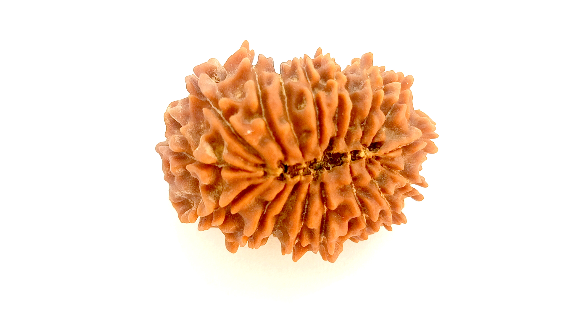 18 Mukhi Rudraksha - Image 10