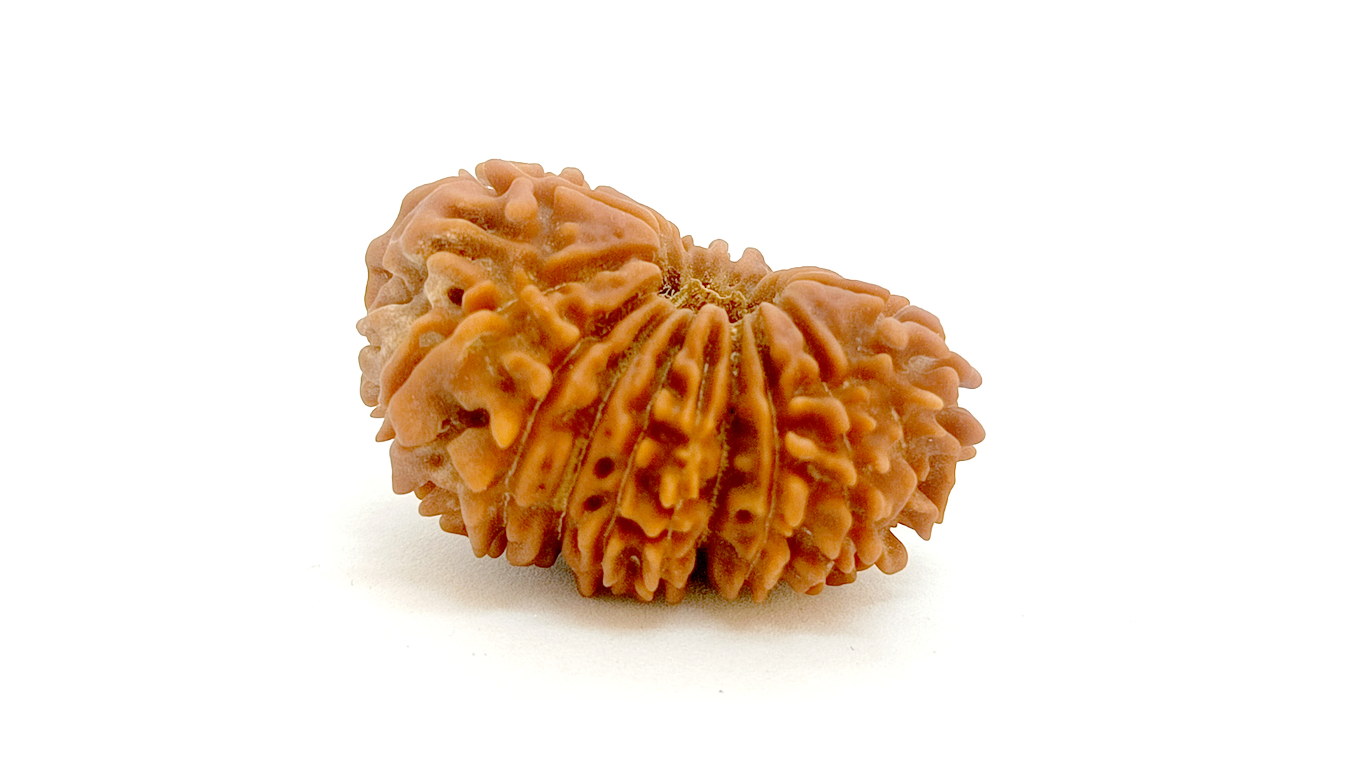 18 Mukhi Rudraksha - Image 11