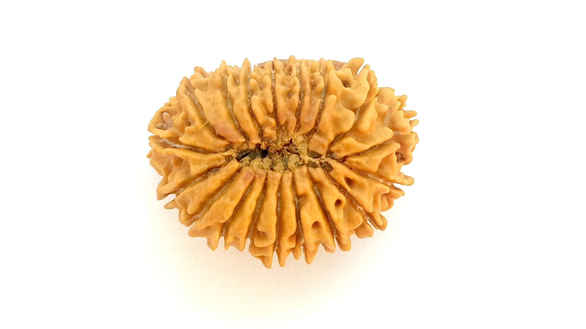 18 Mukhi Rudraksha - Image 13