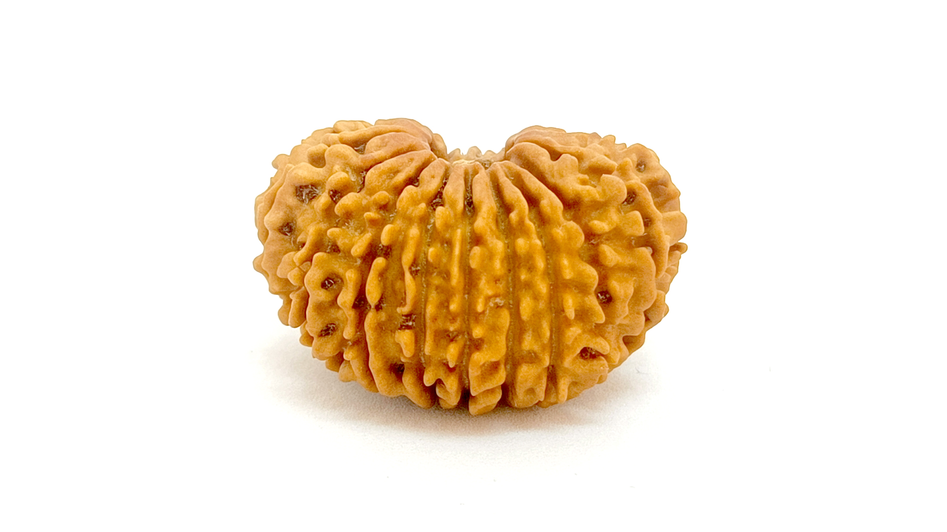 18 Mukhi Rudraksha - Image 14