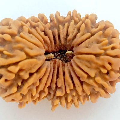 20 Mukhi Rudraksha