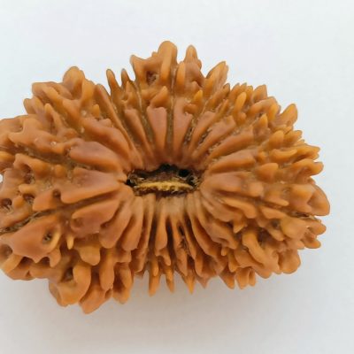 21 Mukhi Rudraksha