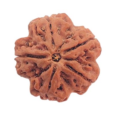 5 Mukhi Rudraksha