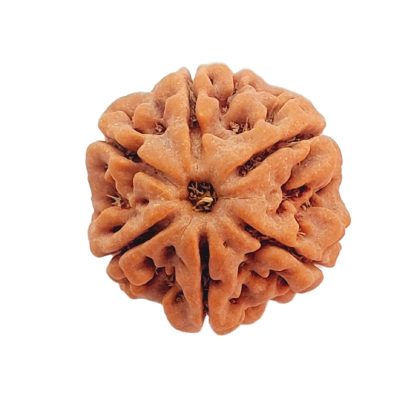 6 Mukhi Rudraksha