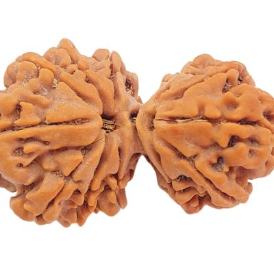 11 Mukhi Gaurishankar Rudraksha