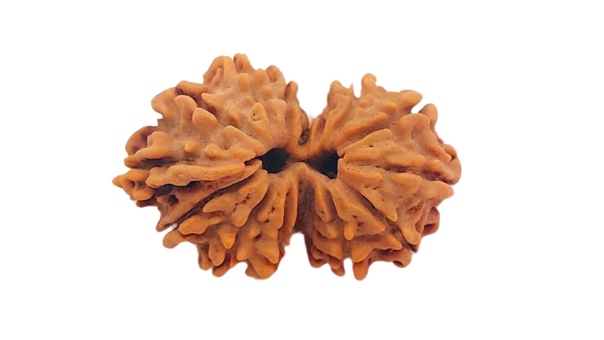 15 Mukhi Gaurishankar Rudraksha
